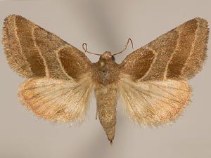 Schinia oleagina