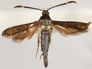 Carmenta subaerea