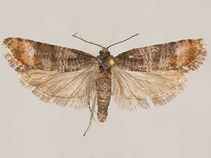 Rhyacionia fumosana