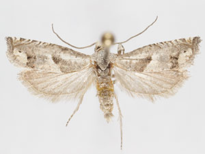 Epiblema cimarronensis