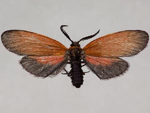 Pyromorpha dyari