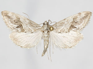 Evergestis nolentis