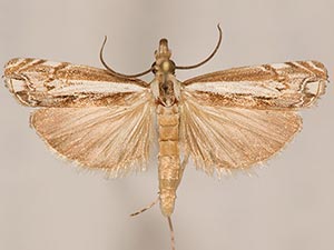 Mesolia oraculella