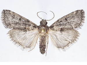 Cacozelia interruptella