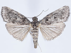Pococera arizonella