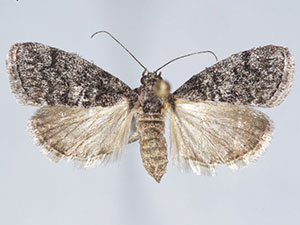 Pococera fuscolotella