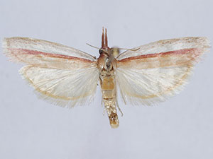 Peoria santaritella