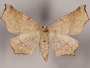 Eriplatymetra grotearia