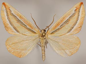 Melemaea virgata