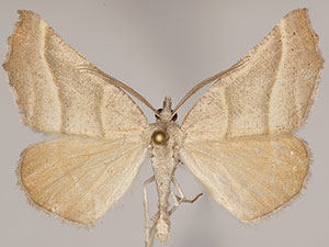 Plataea polychroma