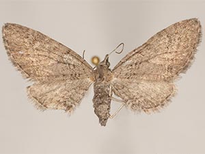 Eupithecia insolabilis