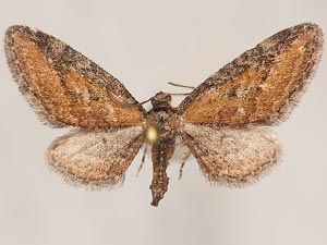 Eupithecia biedermanata