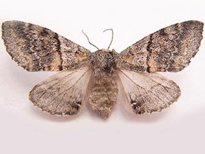 Gluphisia severa