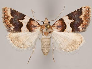 Euaontia clarki