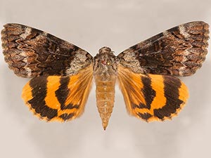 Catocala desdemona