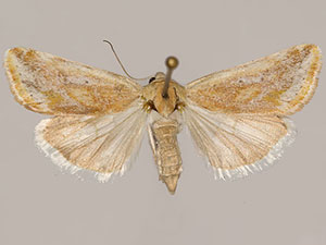 Ponometia mcdunnoughi