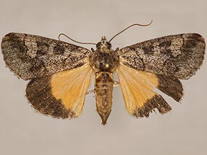 Neotuerta sabulosa