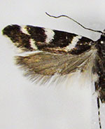 Chionodes viduella
