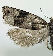 Gypsonoma nebulosana