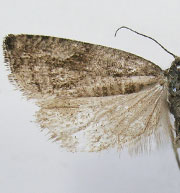 Gypsonoma nebulosana