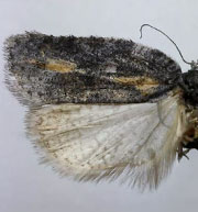 Acleris nigrolinea