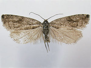 Gypsonoma nebulosana