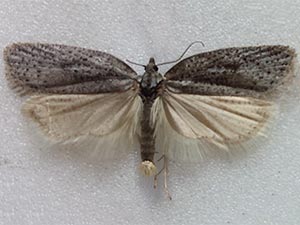 Acleris capizziana