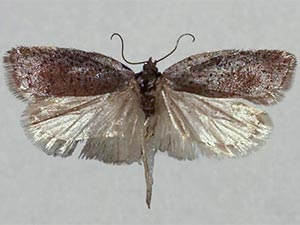 Acleris capizziana