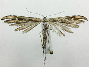 Oidaematophorus rogenhoferi