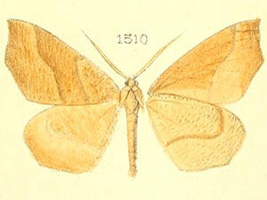 Pherne placeraria