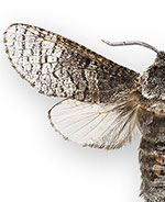 Acossus centerensis