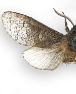 Acossus centerensis