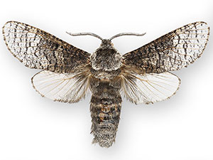 Acossus centerensis