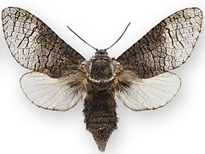 Acossus centerensis