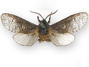Acossus centerensis