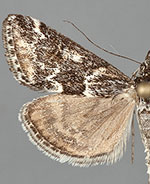 Loxostege terpnalis