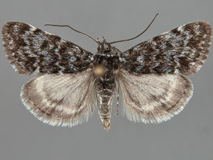 Orenaia arcticalis