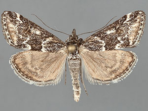 Loxostege terpnalis