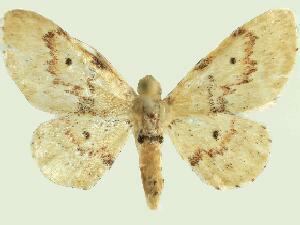 Idaea micropterata