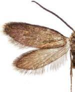 Epimartyria auricrinella