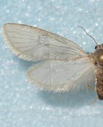 Acentria ephemerella