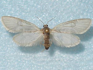 Acentria ephemerella