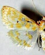 Leucochroma corope