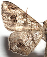 Macaria nervata