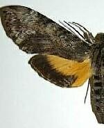 Isognathus rimosa