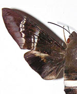 Aellopos fadus