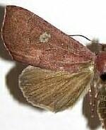 Anomis luridula