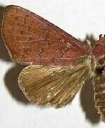 Anomis luridula