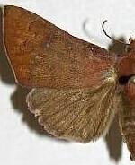 Anomis luridula