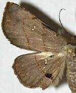 Renodes curviluna